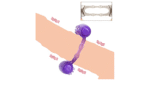ANILLO VIBRADOR DOBLE MOTOR MORADO-CL - Imagen 2